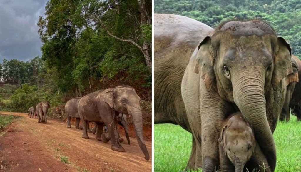 Mais de 100 elefantes voltam ao seu habitat após fechamento de atrações turísticas