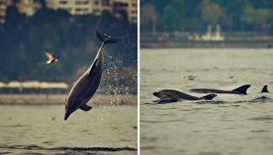 Turquia: golfinhos dão show no Canal de Bósforo durante quarentena