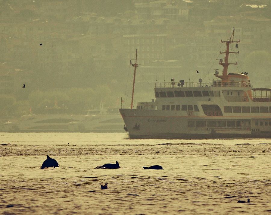 golfinhos Canal de Bósforo turquia