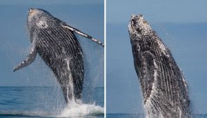 Baleias jubarte surgem em Ilhabela e encantam moradores