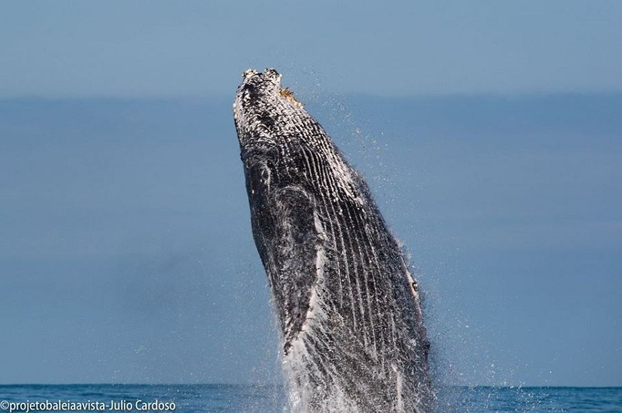 Ilhabela humpback whales