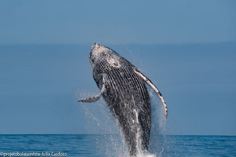 baleias jubarte ilhabela