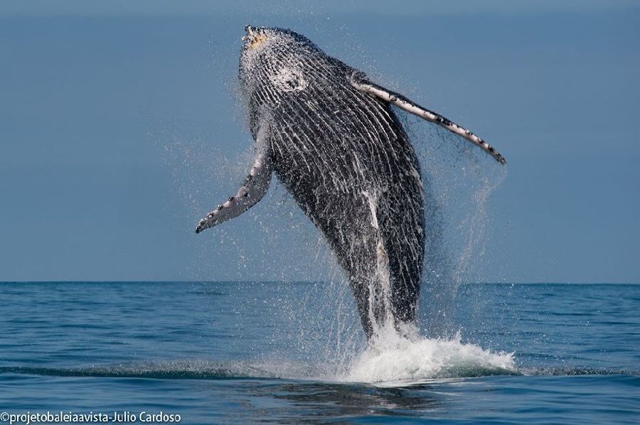 Ilhabela humpback whales