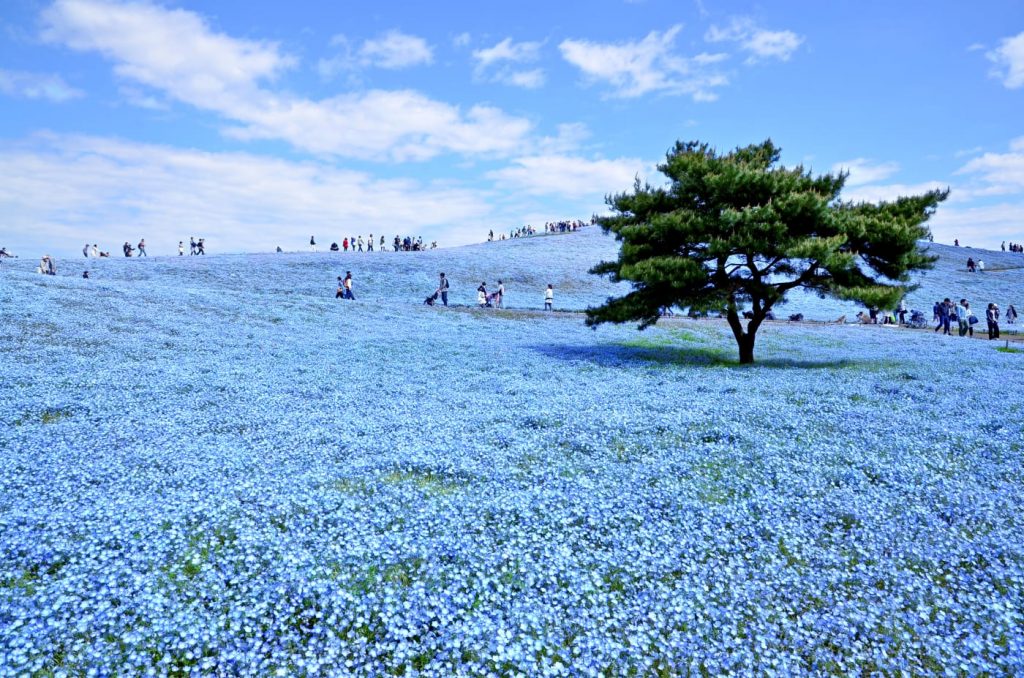 Milhares de flores azuis formam paisagem mágica em parque no Japão
