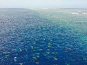 Imagens de drone registram mais de 60 mil tartarugas no mar da Austrália