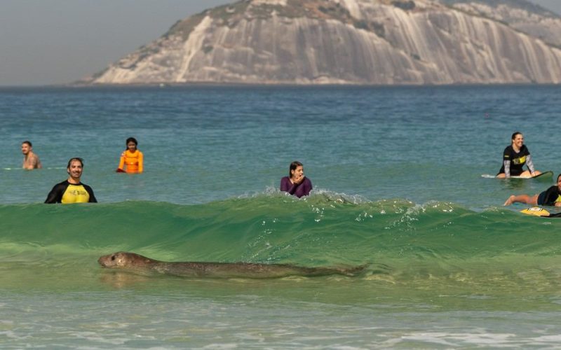 Elefante-marinho nadando no Rio de Janeiro
