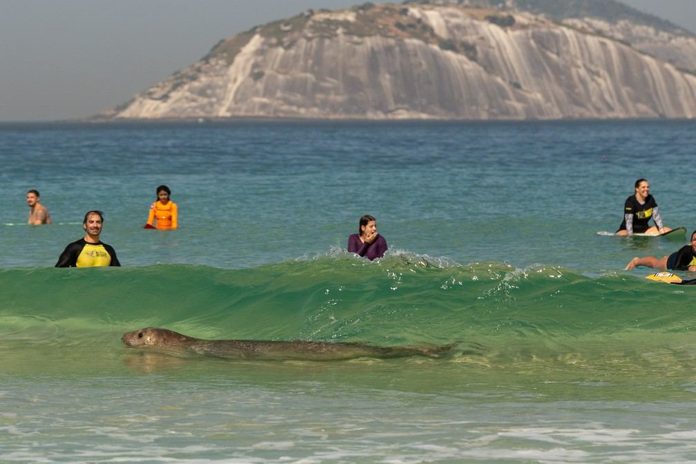 Elefante-marinho nadando no Rio de Janeiro