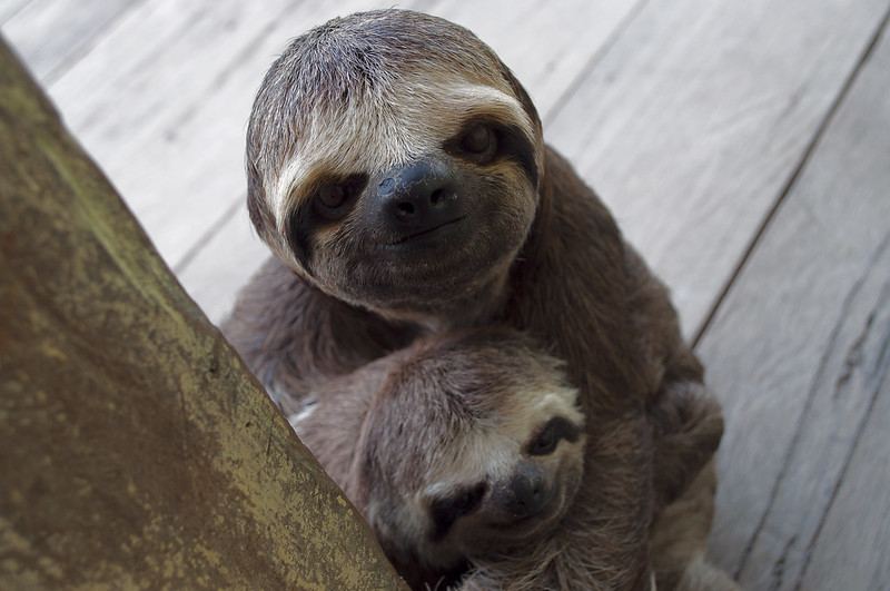 Smiling sloths in the Amazon