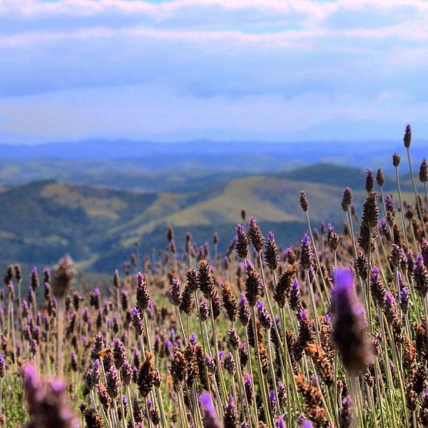 Campo de lavandas no interior de São Paulo é um paraíso em tons lilás