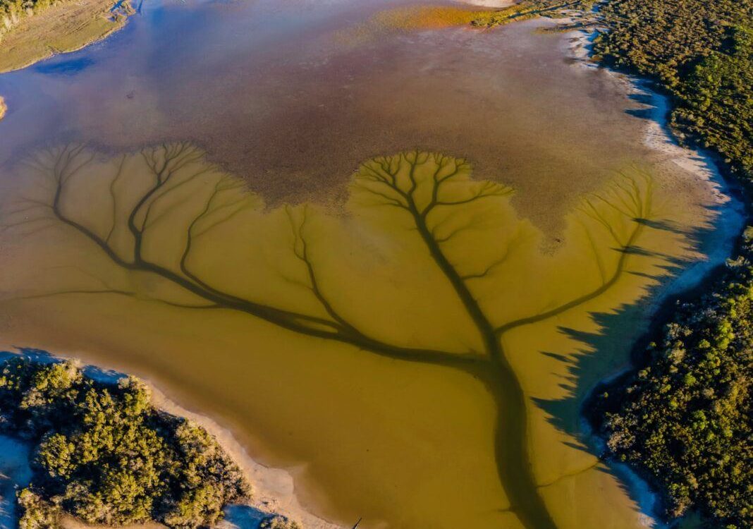 rio arvore da vida
