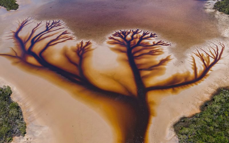 rio arvore da vida