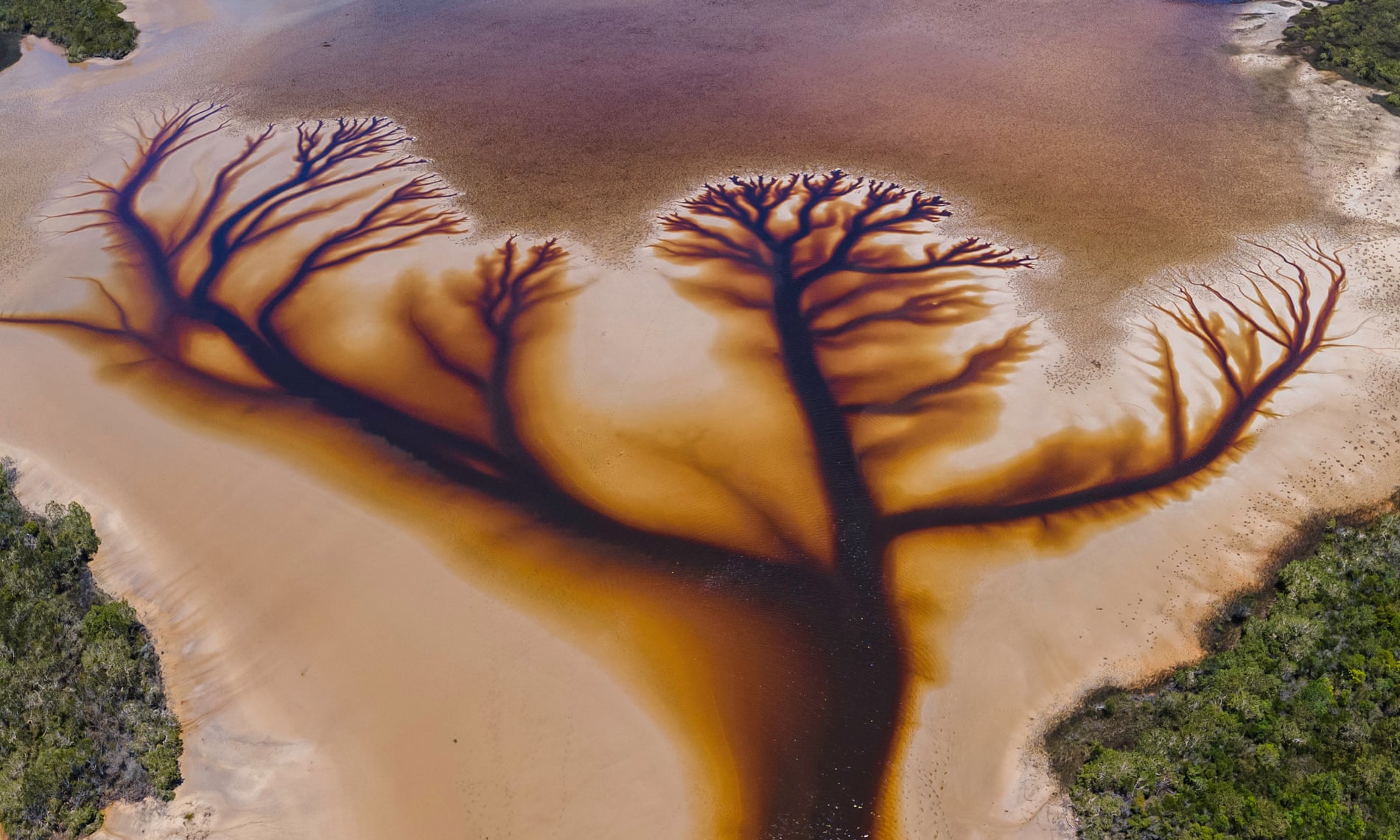 rio arvore da vida