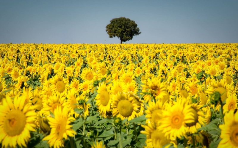 campos floridos no Brasil