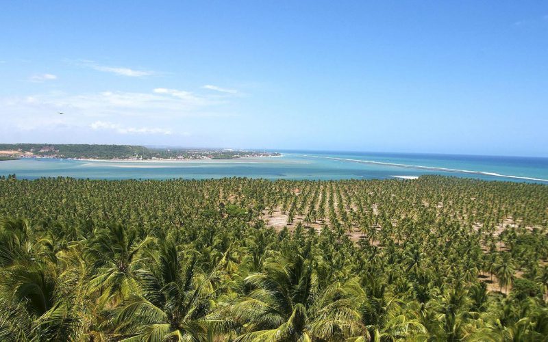 Bate e volta para fazer saindo de Maceió