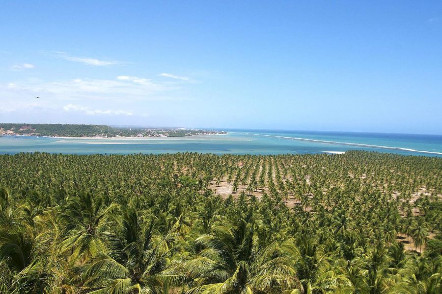 Bate e volta para fazer saindo de Maceió