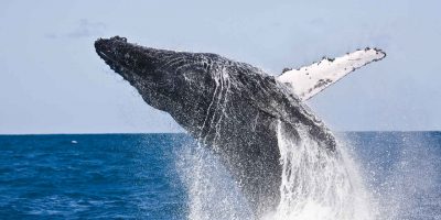 Temporada de baleias litoral norte de São Paulo