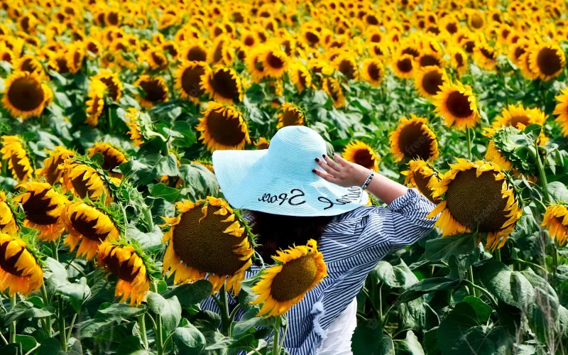 campos de girassois no brasil