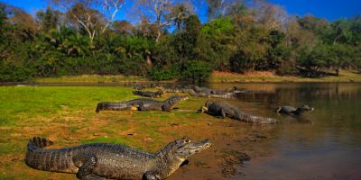 pantanal novela turismo