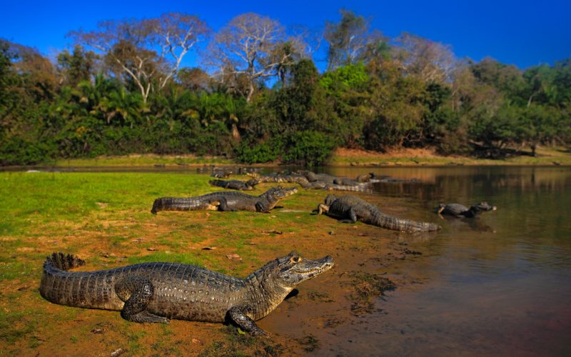 pantanal novela turismo
