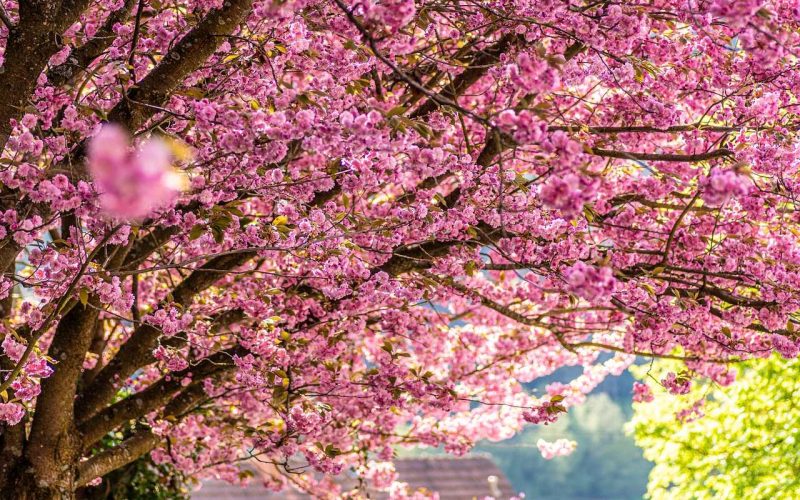 floração de cerejeira em são paulo