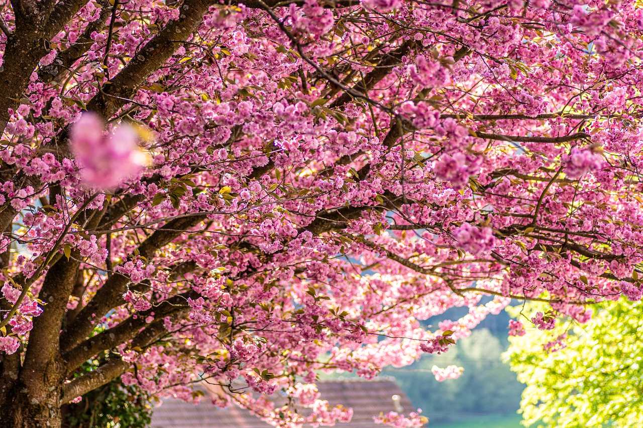 floração de cerejeira em são paulo