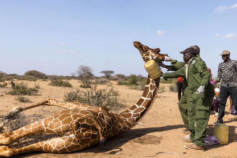Ativistas ajudam a salvar uma girafa
