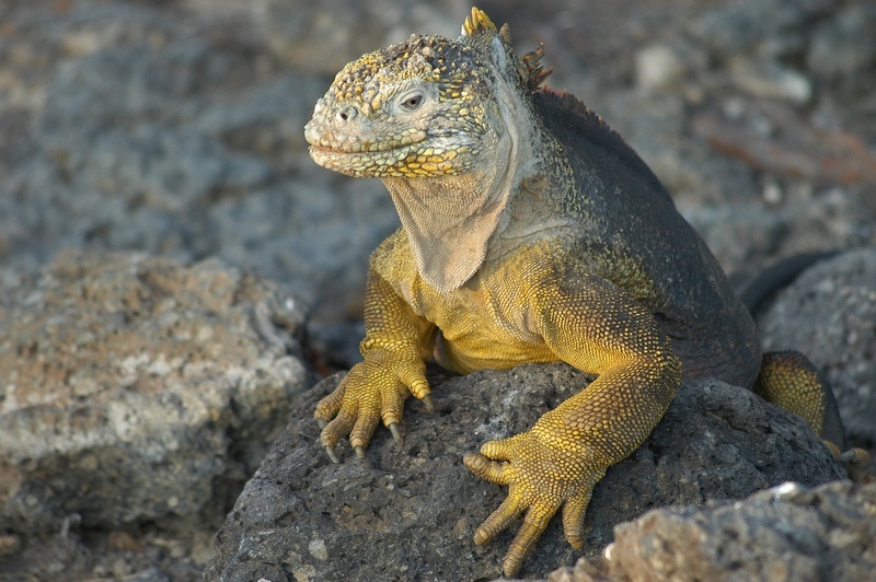 Galápagos, no Equador