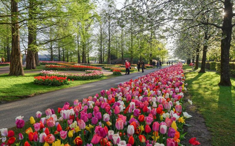 Keukenhof 2023: como chegar na atração da Holanda