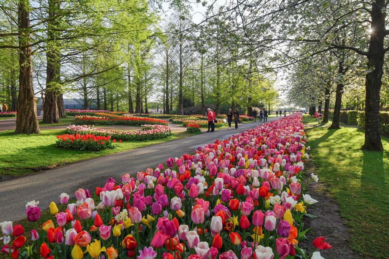 Keukenhof 2023: como chegar na atração da Holanda