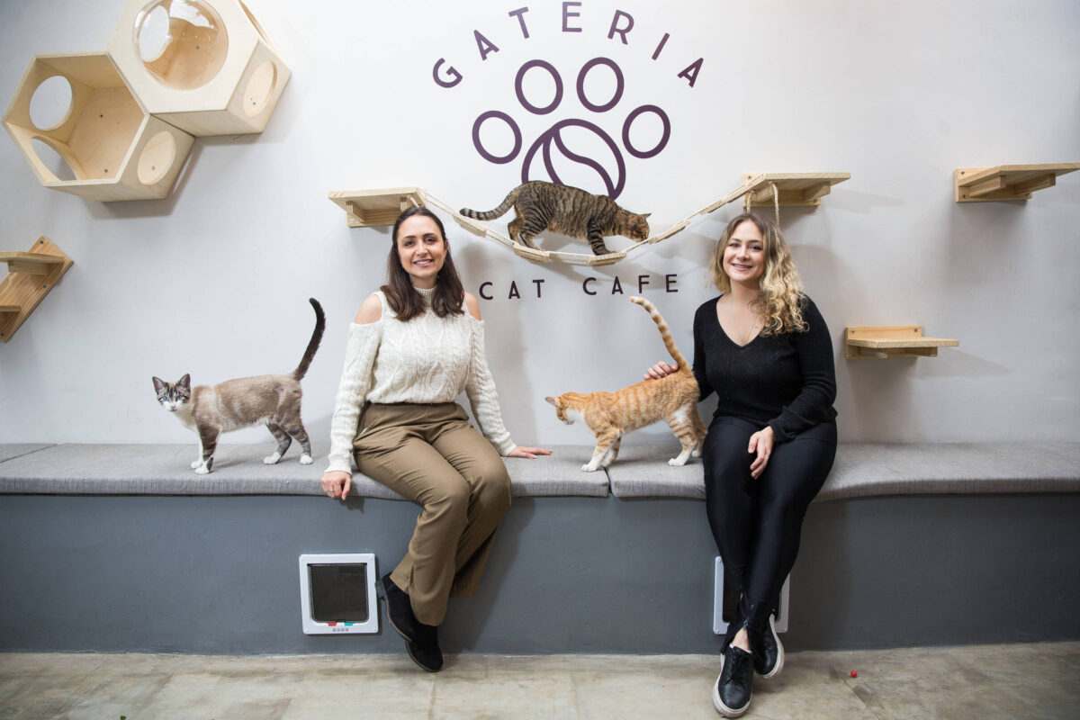Conheça os Cat Cafés as cafeterias para quem ama felinos