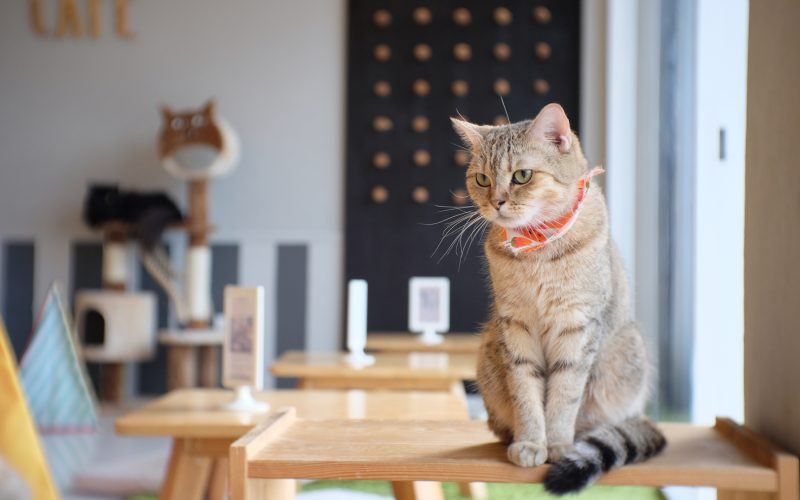 cat cafes no brasil