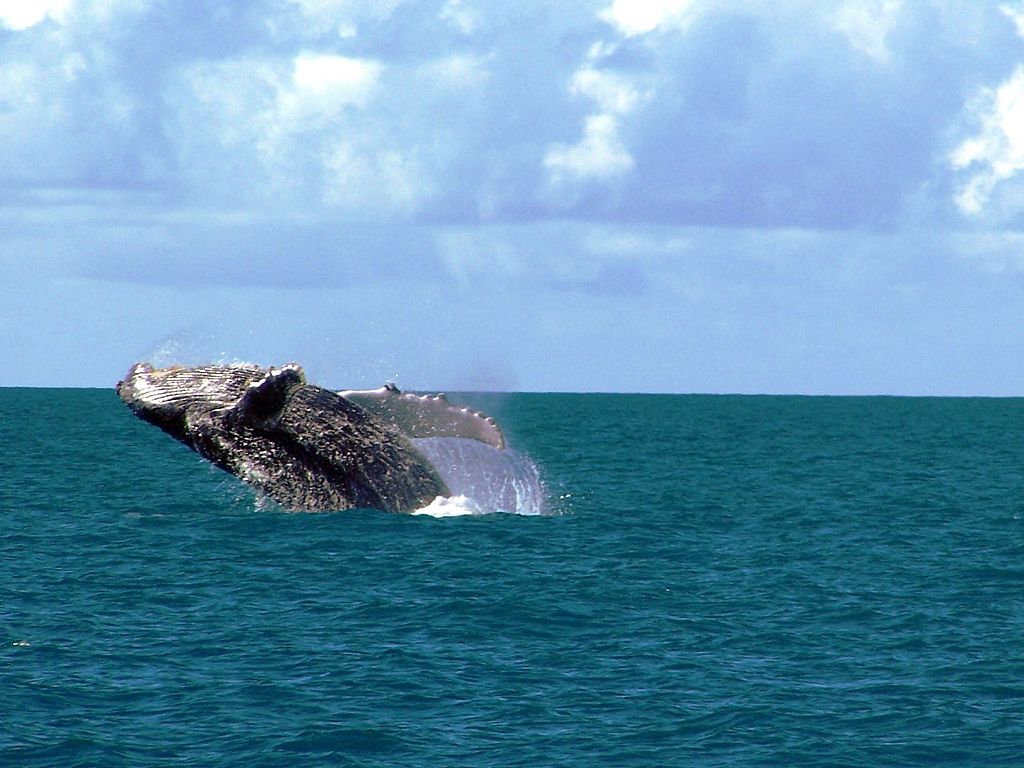 temporada baleia jubarte bahia