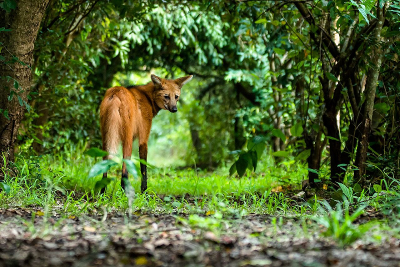 O Lobo-Guará, é um dos animais mais exóticos do Brasil.