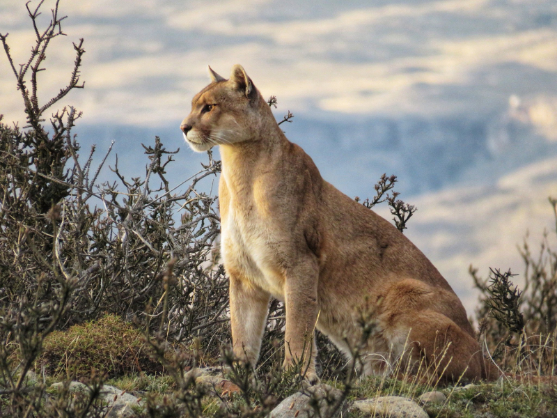 Puma - um dos símbolos da Patagônia