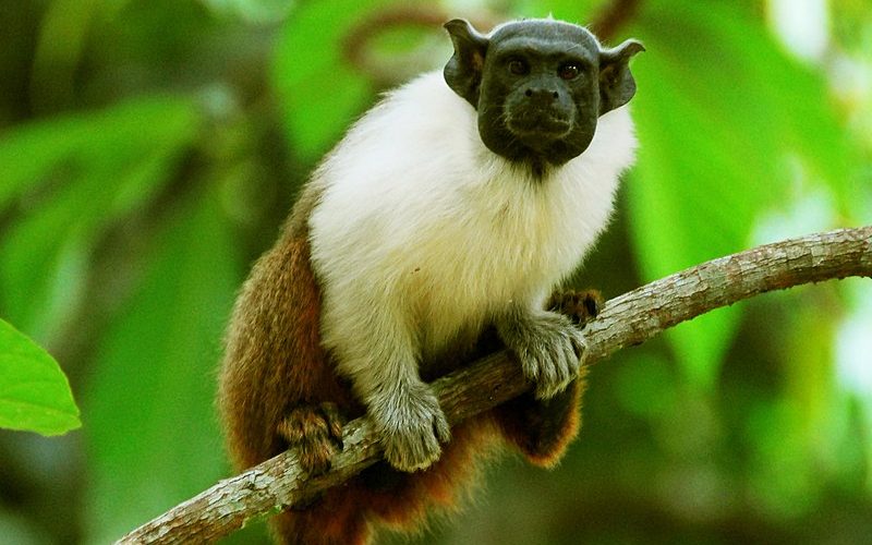 Animais diferentes pelo mundo - Saguinus Bicolor