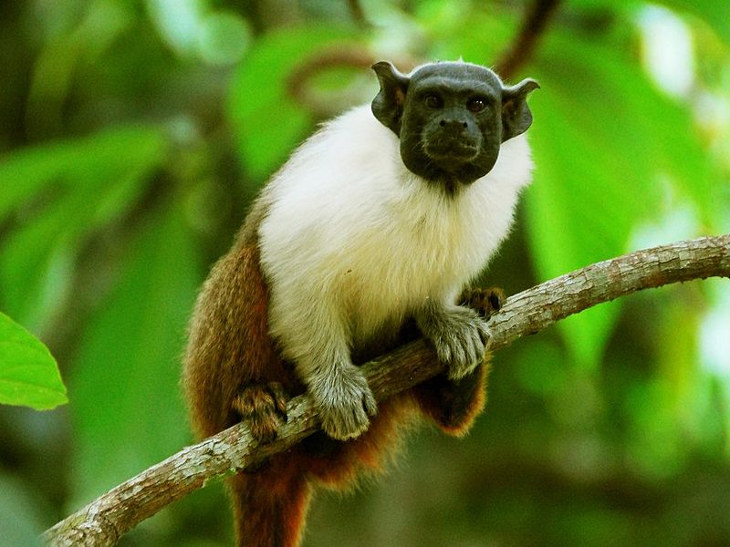 Animais diferentes pelo mundo - Saguinus Bicolor