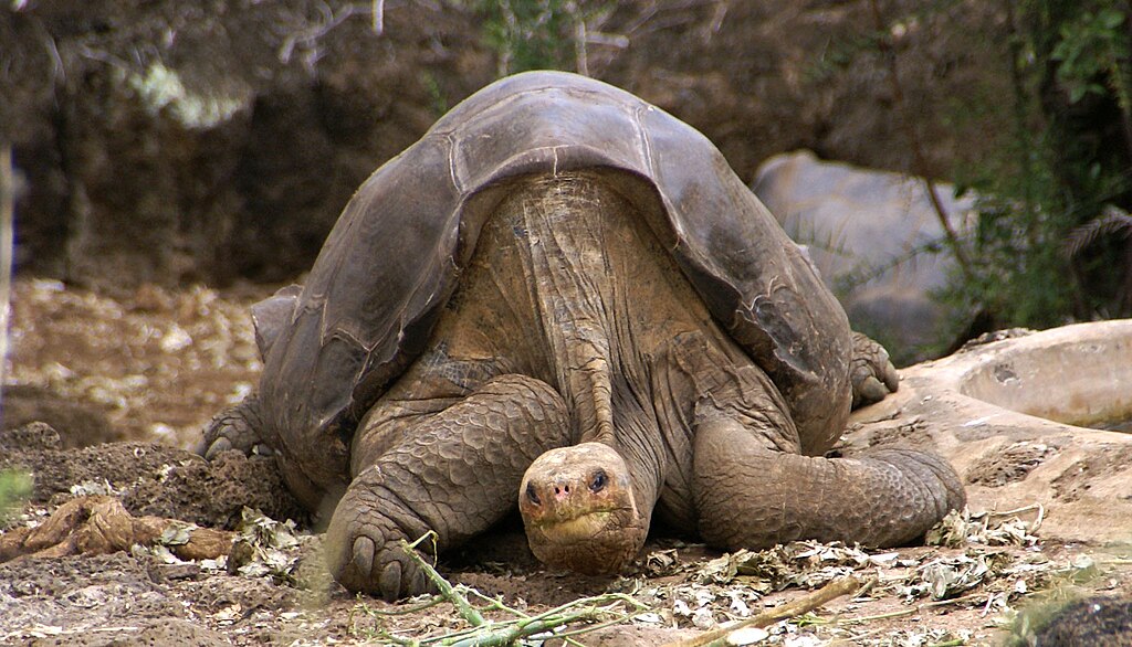 Tartarugas gigantes - Viagens Galápagos