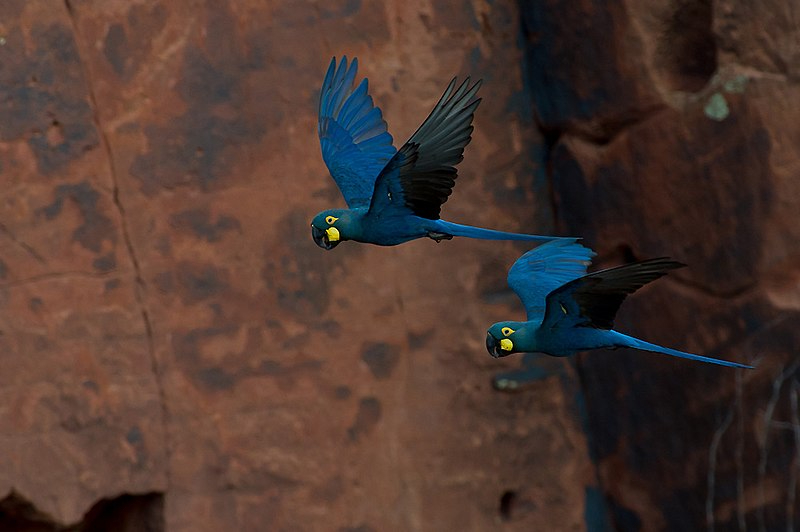 A exótica Arara-Azul-de-Lear, pode ser uma das grandes surpresas da sua viagem. Foto: Wikimedia