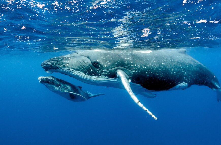 baleia jubarte litoral sul da bahia prado