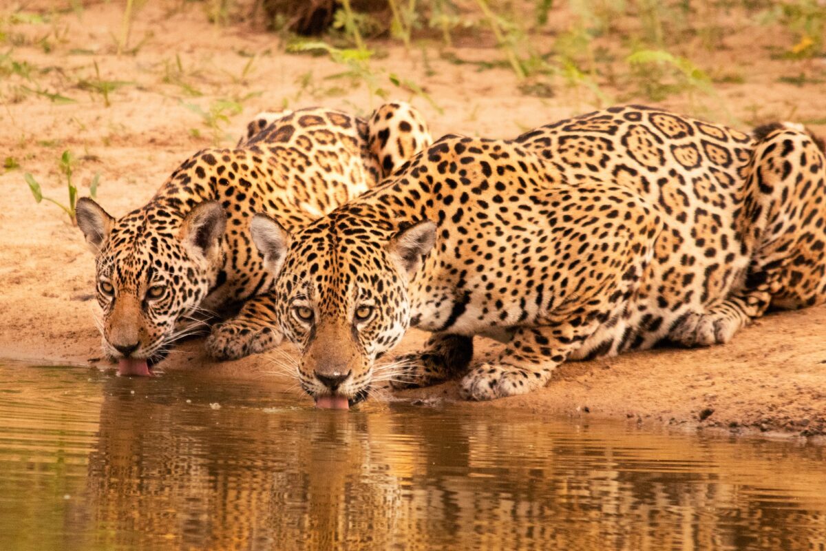 Safári para ver onça no Brasil? Conheça o Refúgio Ecológico Caiman