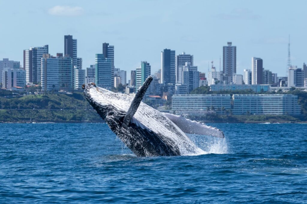 temporada de baleias no brasil
