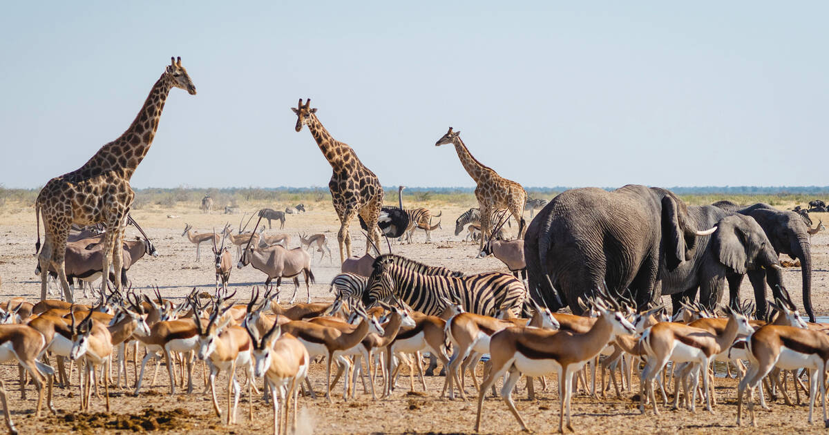 Safári na África: os melhores lugares para encontrar animais