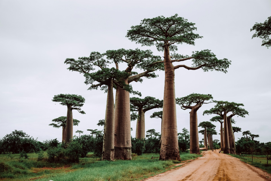 Atsimo-Andrefana, em Madagascar
