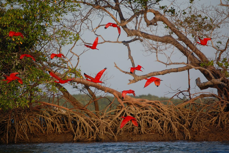 Lugares para visitar no Maranhão: Delta do Parnaíba