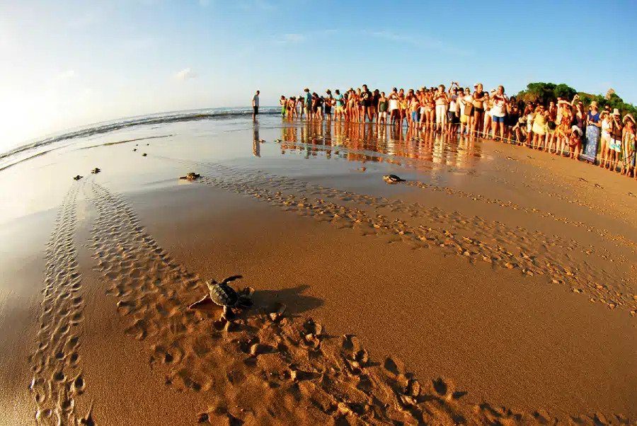 Lugares em Noronha: Projeto Tamar