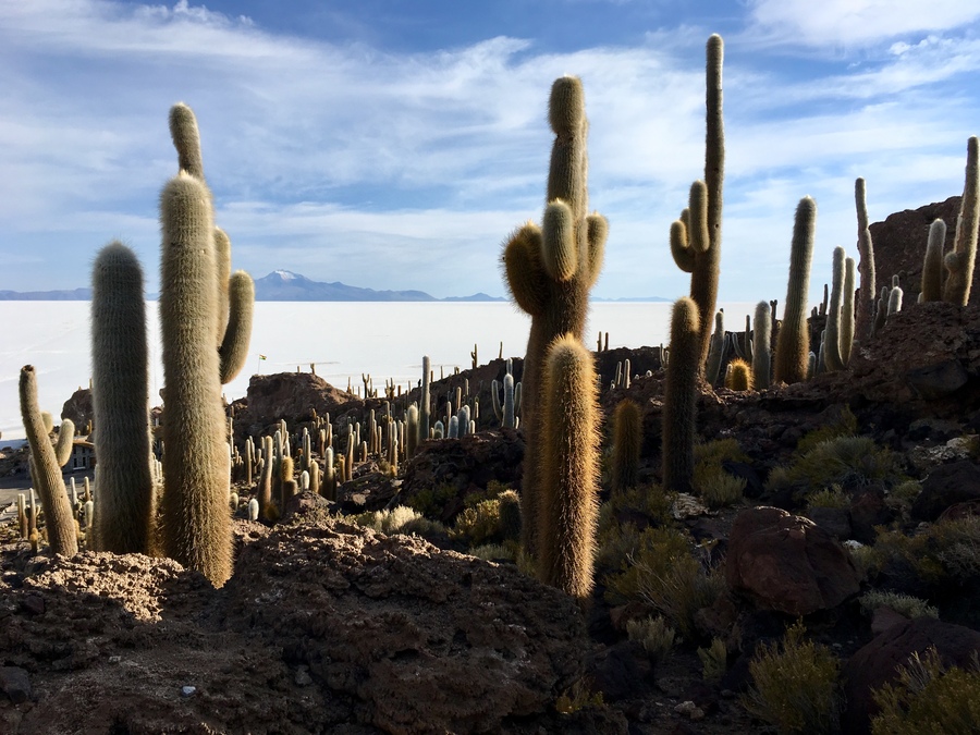 Isla Incahuasi - Salar de Uyuni - Bolívia