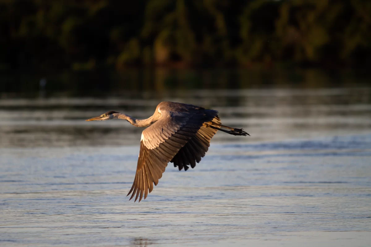 Viagem ao Pantanal