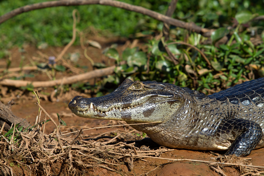 Dicas de viagem no Pantanal 