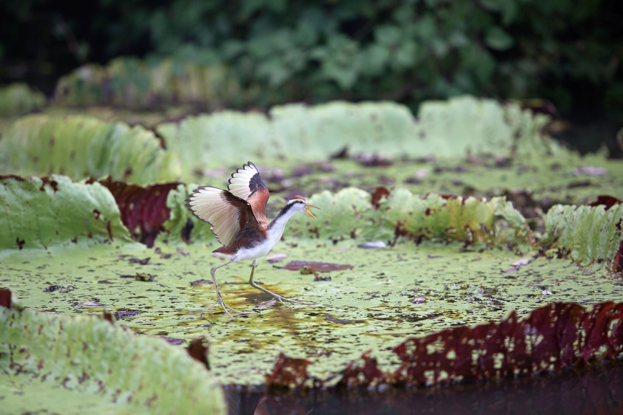 Flora e fauna de Cáceres