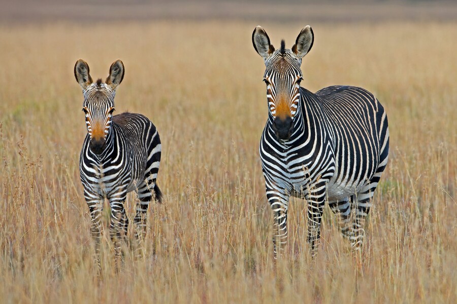 Mountain Zebra National Park